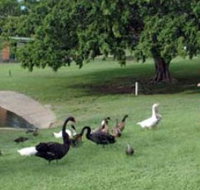 Anzac Park and Ululah Lagoon - Accommodation in Brisbane