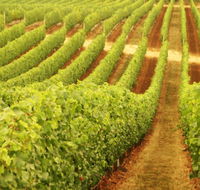 Wignalls Winery - Accommodation in Brisbane