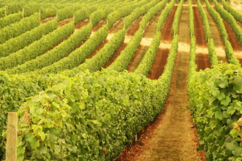 Wignalls Winery - Accommodation in Brisbane 0