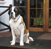 St Bernards Hotel - Accommodation in Brisbane