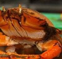 River Cottage Restaurant - Accommodation in Brisbane
