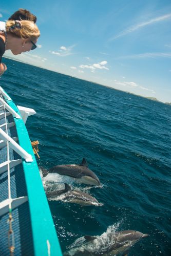 Moonshadow–TQC Cruises - Accommodation in Brisbane 3