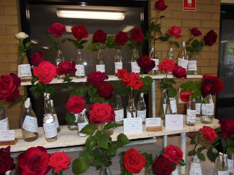 Anglican Spring Flower Show Gundagai - Accommodation in Brisbane 0