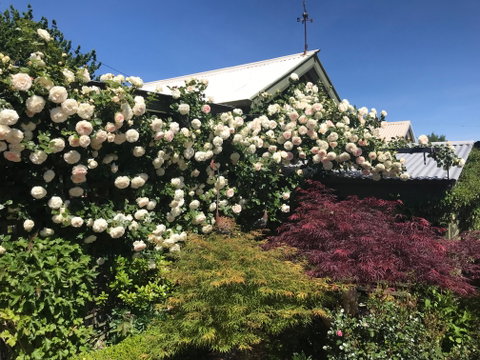 Crookwell Garden Festival - Accommodation in Brisbane 1