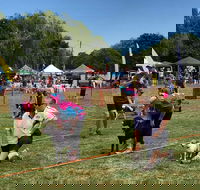 Dogs in the Park Orange - Accommodation in Brisbane