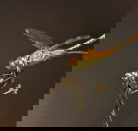 Dragonfly Discovery - Accommodation in Brisbane