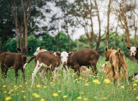 Farmgate Festival - Accommodation in Brisbane 0