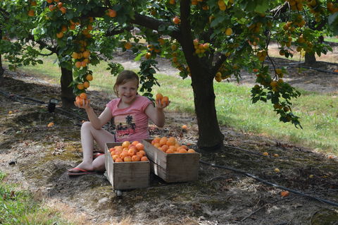 Fruit Bottling Sessions At Rayner's Orchard - Accommodation in Brisbane 0
