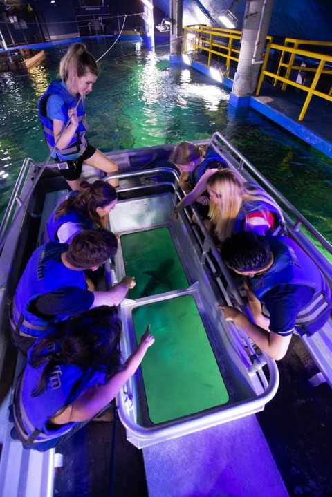 Glass Bottom Boat Tour - Accommodation in Brisbane 1