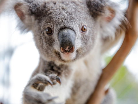 Meet The Stars Of The Livestreams - Accommodation in Brisbane 0