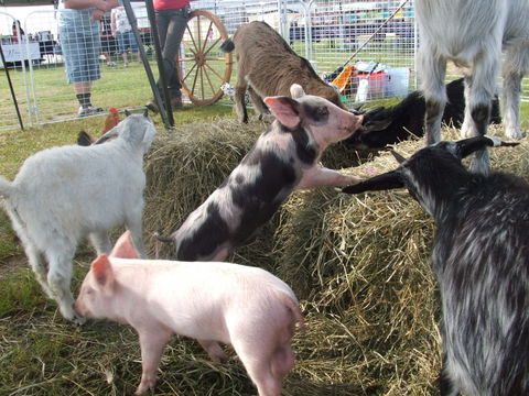 Primex Field Days - Accommodation in Brisbane 2