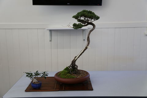Wauchope Bonsai Workshop Group - Accommodation in Brisbane 0