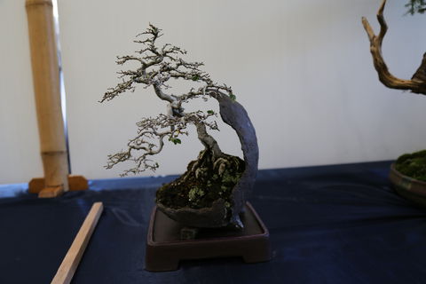 Wauchope Bonsai Workshop Group - Accommodation in Brisbane 1