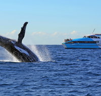 Whale Watching Cruises - Accommodation in Brisbane