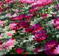 2020 Woolmers Estate Festival of Roses - Accommodation in Brisbane
