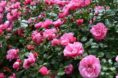 2020 Woolmers Estate Festival Of Roses - Accommodation in Brisbane 0