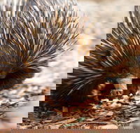 Aussie Wildlife Course - July/August/September - Accommodation in Brisbane