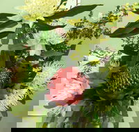 Blackheath Flower and Craft Show - Accommodation in Brisbane