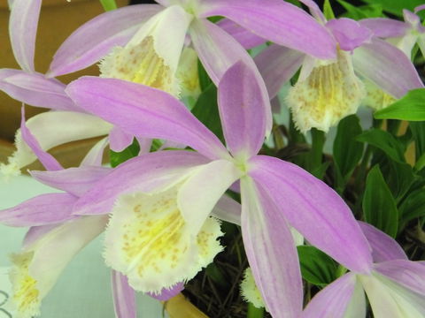 Blackheath Flower And Craft Show - Accommodation in Brisbane 2