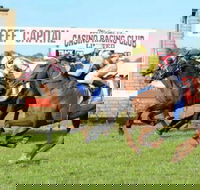 Casino Cup - Accommodation in Brisbane