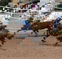 Dalgety Team Penning - Accommodation in Brisbane