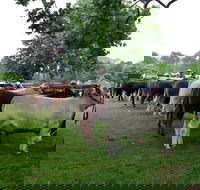 Dorrigo Agricultural Show - Accommodation in Brisbane