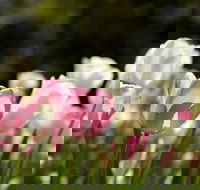 Floriade Reimagined - Accommodation in Brisbane