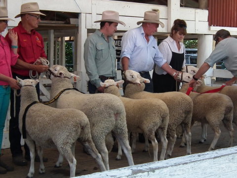 Glen Innes Pastoral And Agricultural Show - Accommodation in Brisbane 2