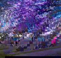 Grafton Jacaranda Festival - Accommodation in Brisbane