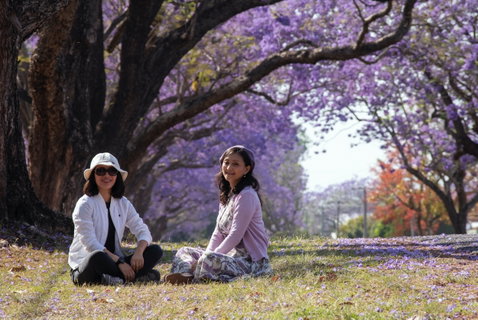 Grafton Jacaranda Festival - Accommodation in Brisbane 1