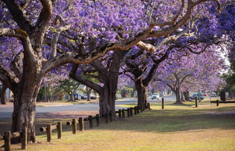 Grafton Jacaranda Festival - Accommodation in Brisbane 2