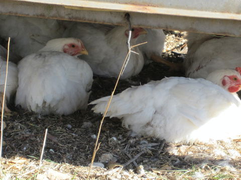 Keeping Healthy Backyard Chickens - Accommodation in Brisbane 5