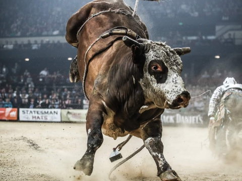 Professional Bull Riders Sydney Origin - Accommodation in Brisbane 1