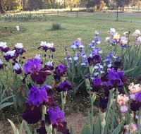 Riverina Iris Farm Open Garden and Iris Display - Accommodation in Brisbane