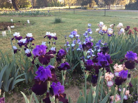 Riverina Iris Farm Open Garden And Iris Display - Accommodation in Brisbane 0