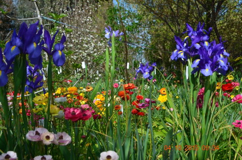 Riverina Iris Farm Open Garden And Iris Display - Accommodation in Brisbane 1