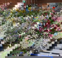 Sapphire Coast Orchid Club Spring Orchid Show - Accommodation in Brisbane