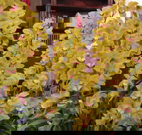 Sapphire Coast Orchid Club Winter Orchid Show - Accommodation in Brisbane