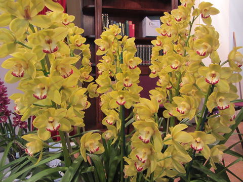 Sapphire Coast Orchid Club Winter Orchid Show - Accommodation in Brisbane 0