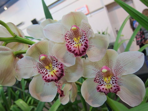 Sapphire Coast Orchid Club Winter Orchid Show - Accommodation in Brisbane 1