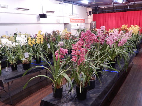 Sapphire Coast Orchid Club Winter Orchid Show - Accommodation in Brisbane 2