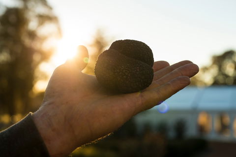 The Truffle Festival - Canberra Region - Accommodation in Brisbane 0