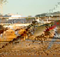 Walgett Charity Bushman's Carnival Rodeo and Campdraft - Accommodation in Brisbane