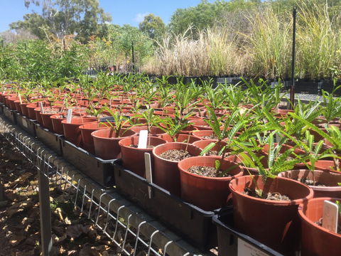Conservation Volunteers Australia Townsville - Ocean View Nursery - Accommodation in Brisbane 2