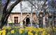 Daffodils At Rydal - thumb 0