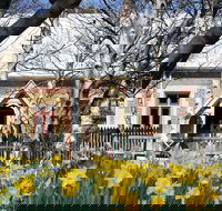 Daffodils at Rydal - Accommodation in Brisbane