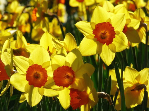 Daffodils At Rydal - Accommodation in Brisbane 1
