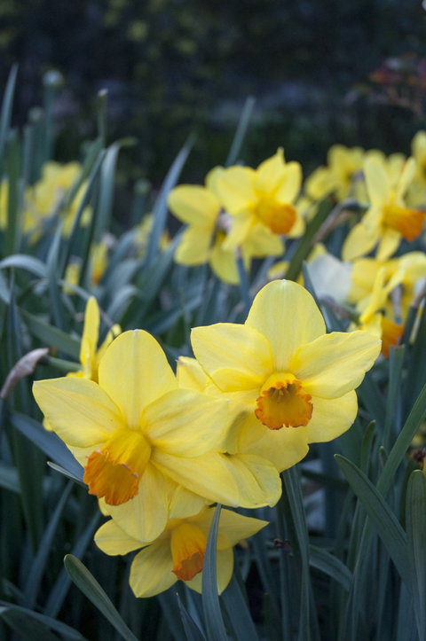 Daffodils At Rydal - Accommodation in Brisbane 2