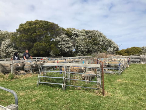 Flinders Island Show - Accommodation in Brisbane 1