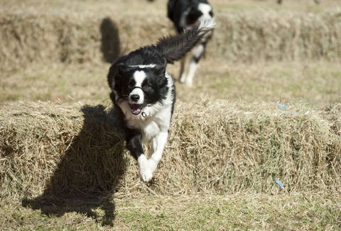 Great Nundle Dog Race - Accommodation in Brisbane 0